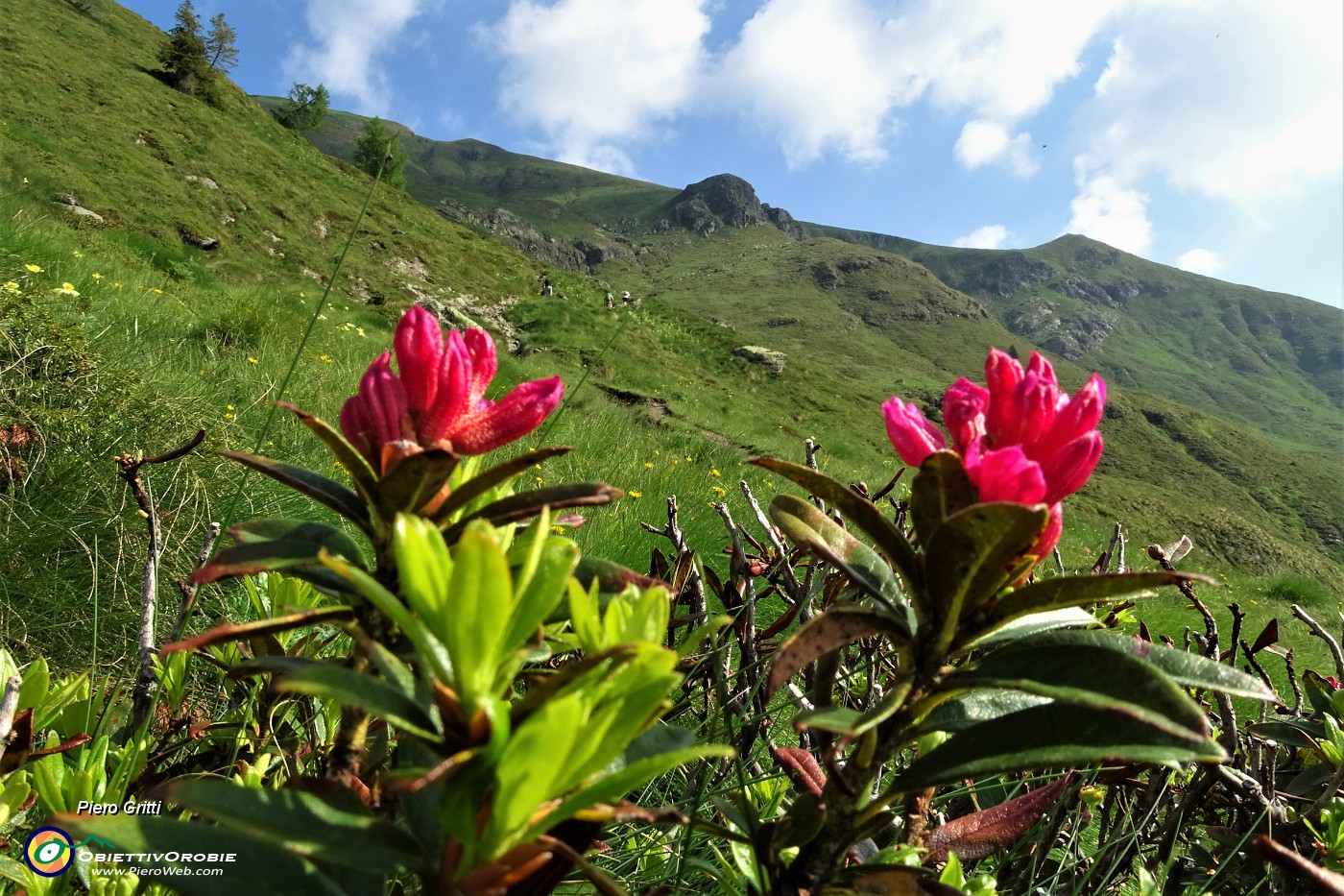 13 Primi rododendri in fiore.JPG
